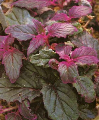 Purple Passion Vine , گینورا اورانتیاکا
